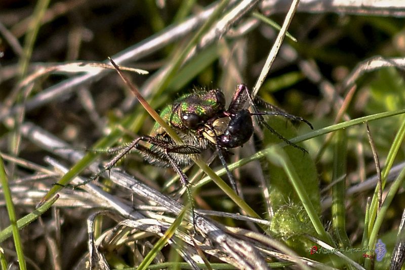 Cicindela con una presa Reducc.jpg